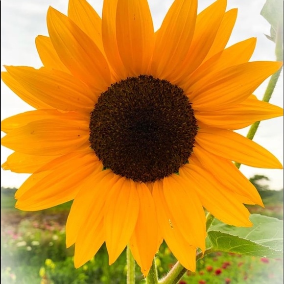 Meet your Posher, Barbara🎉🍀🎉🍀🎉🍀 - Picture 4 of 4